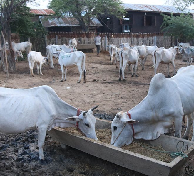 Qurban (Cattle)